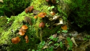 PICTURES/Kaymoor Trail Shrooms/t_Brown Shrooms1.JPG